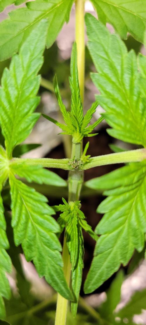 Dan's adventures in growing. Week 3 - I didn't like how it looked so i pinched the top off again yesterday 