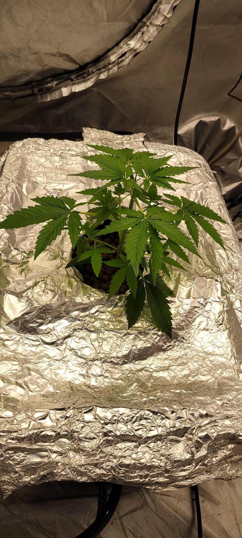 Dan's adventures in growing. Week 3 - This is 3 weeks 