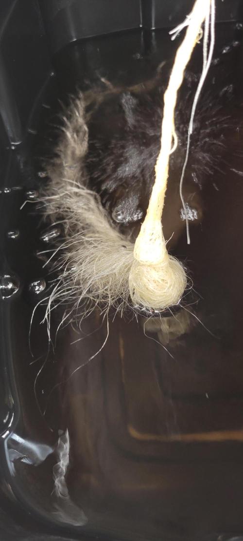 Dan's adventures in growing. Week 3