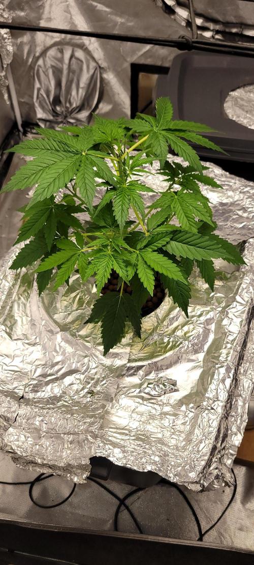 Dan's adventures in growing. Week 3