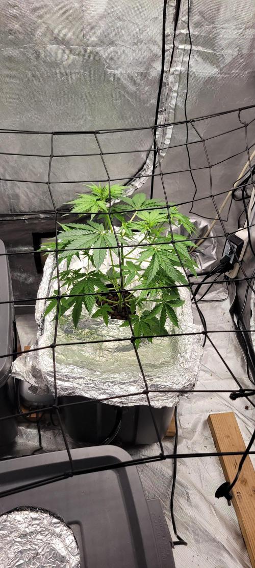 Dan's adventures in growing. Week 4