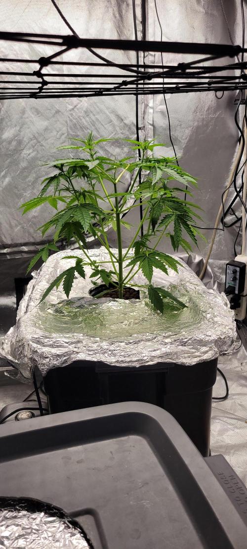 Dan's adventures in growing. Week 4