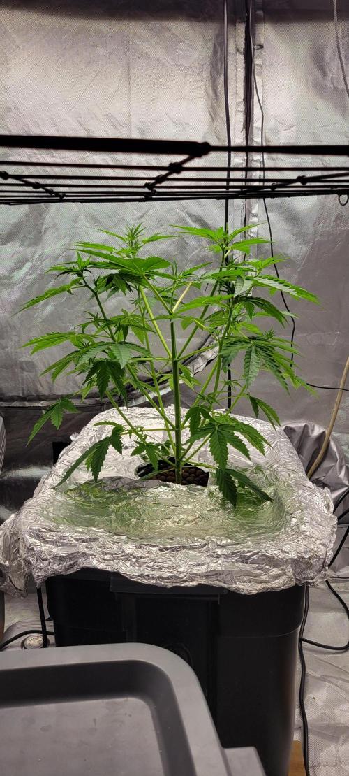 Dan's adventures in growing. Week 4 - Today is the 4th week since sprout 