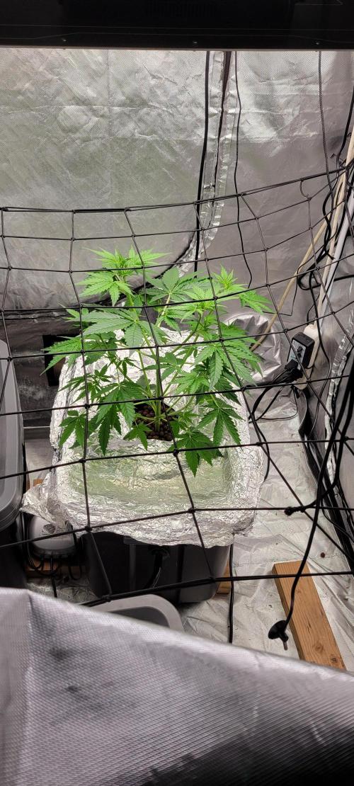 Dan's adventures in growing. Week 4