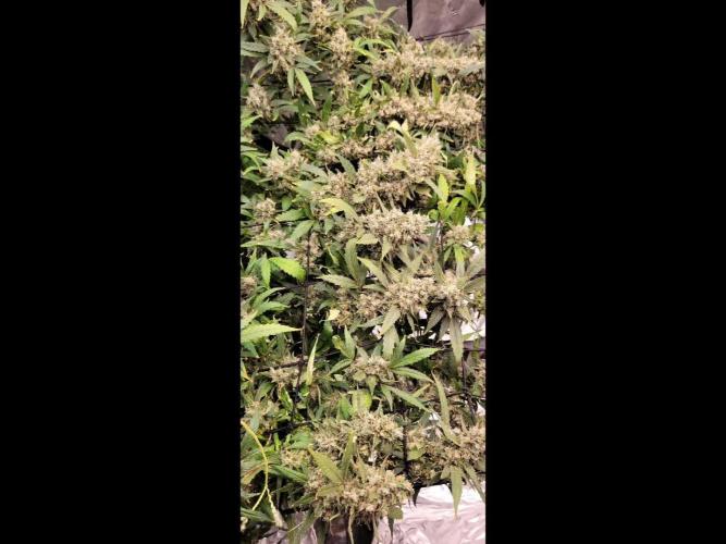 Dan's grow adventures