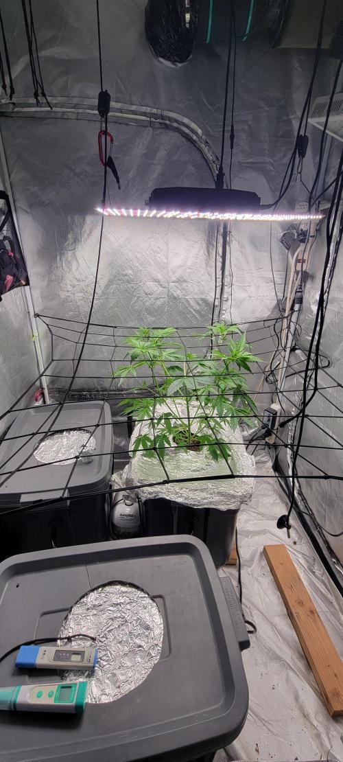 Dan's adventures in growing. Week 4