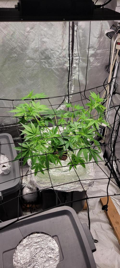 Dan's adventures in growing. Week 4