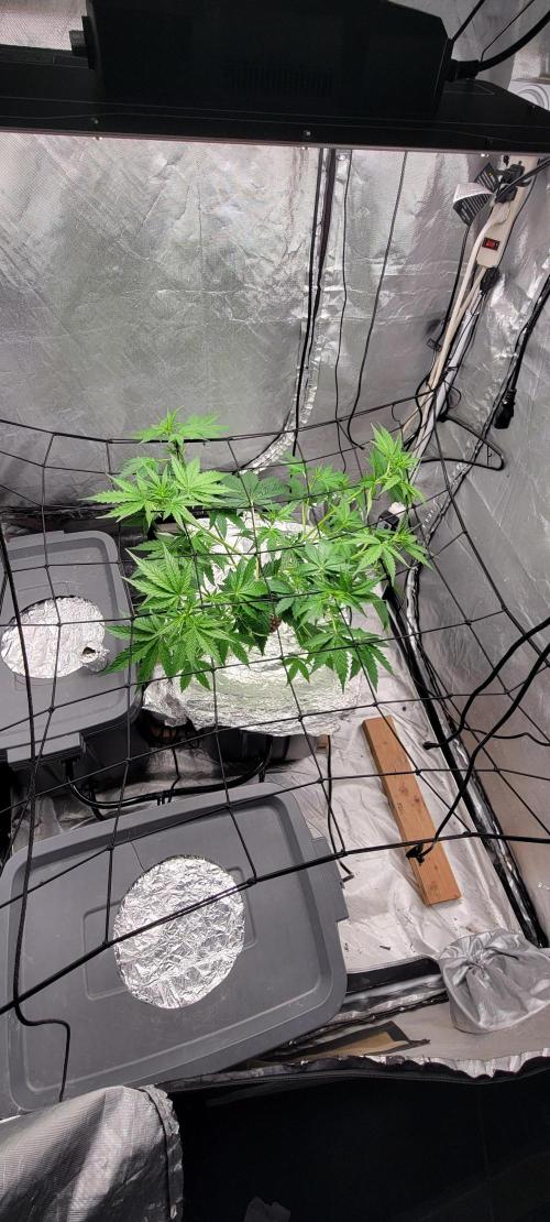 Dan's adventures in growing. Week 4