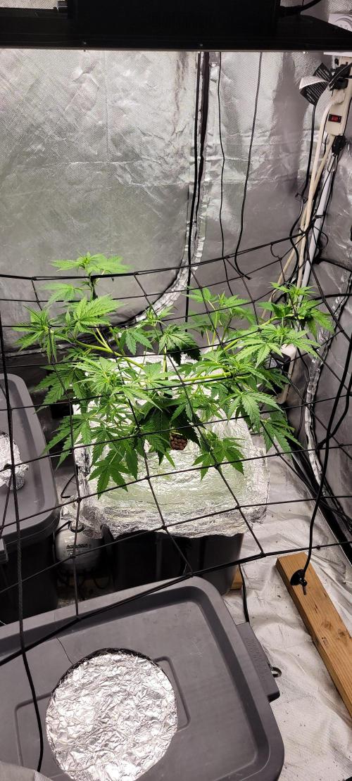 Dan's adventures in growing. Week 4