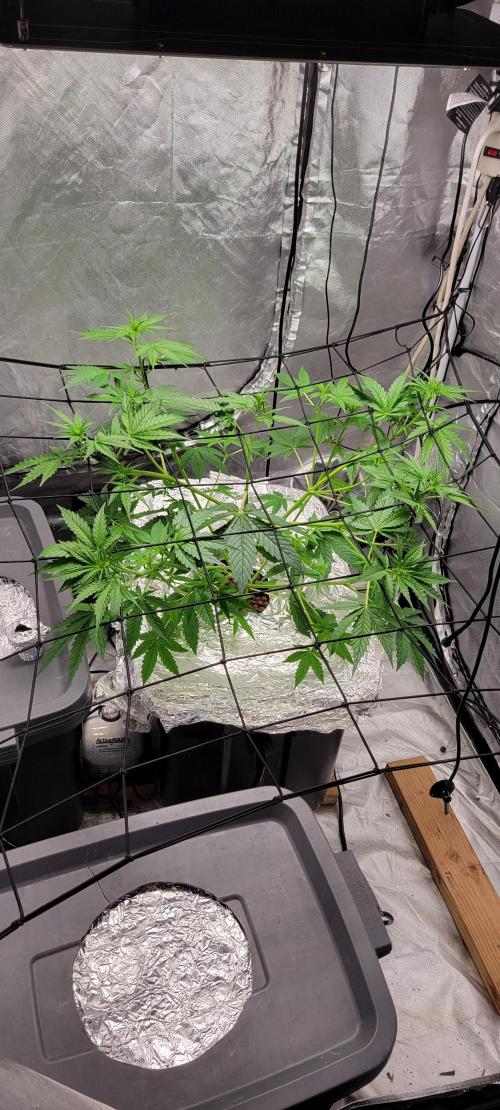 Dan's adventures in growing. Week 4