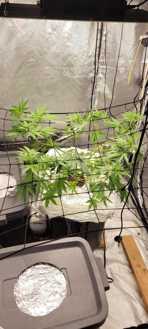 Dan's adventures in growing. Week 4