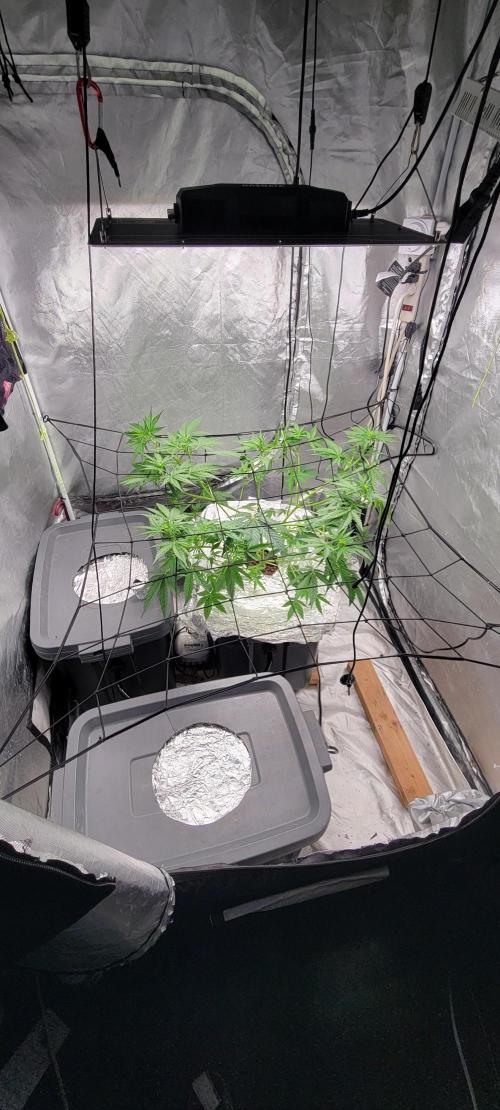 Dan's adventures in growing. Week 4