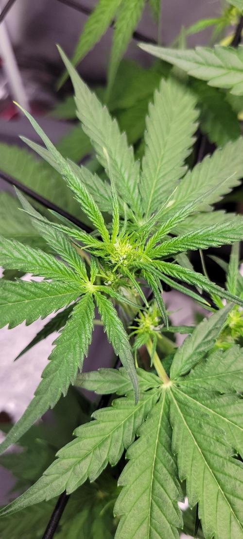 Dan's adventures in growing. Week 4 - It has buds starting 