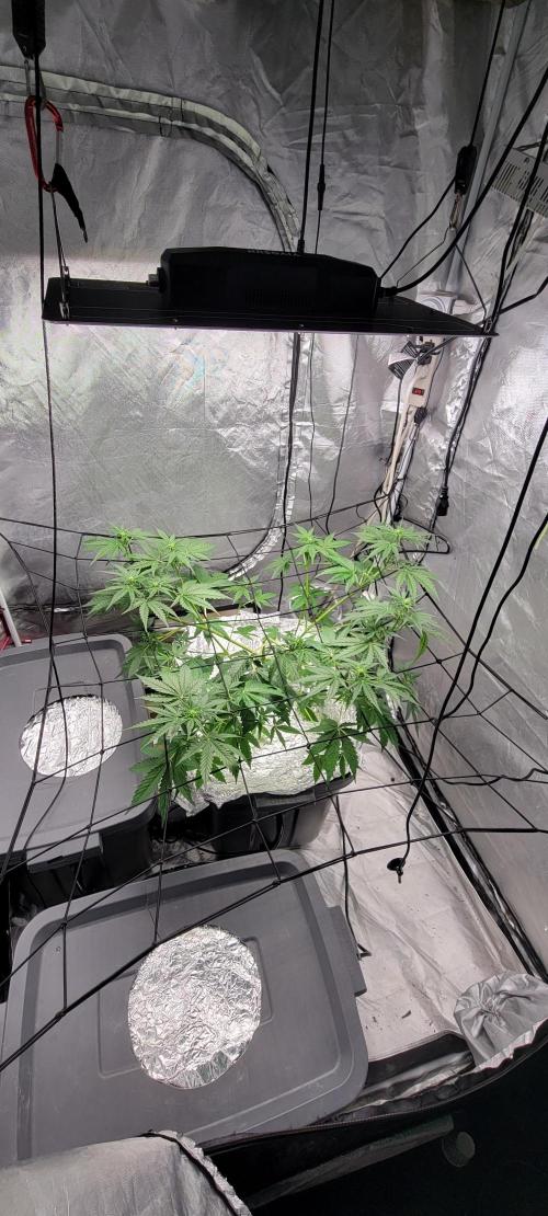 Dan's adventures in growing. Week 5