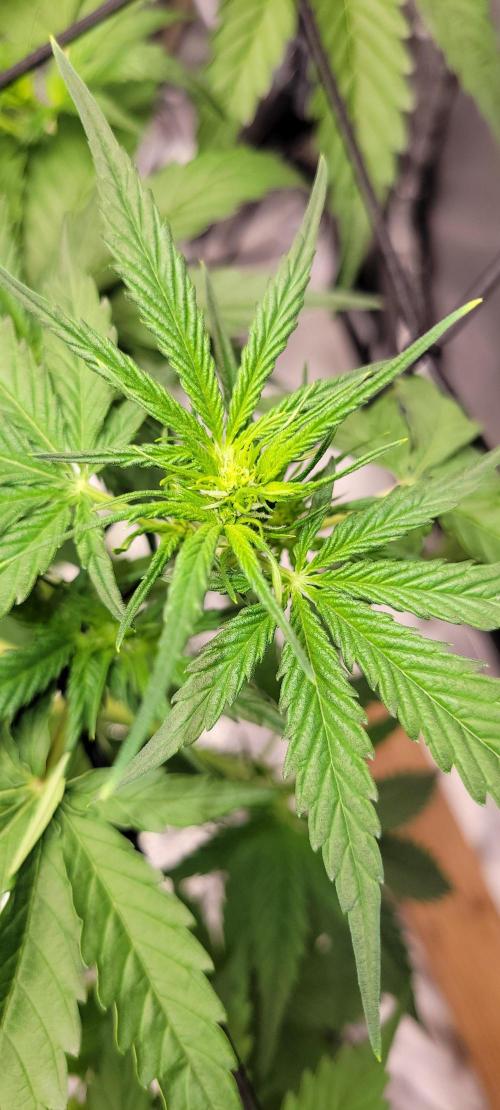 Dan's adventures in growing. Week 5