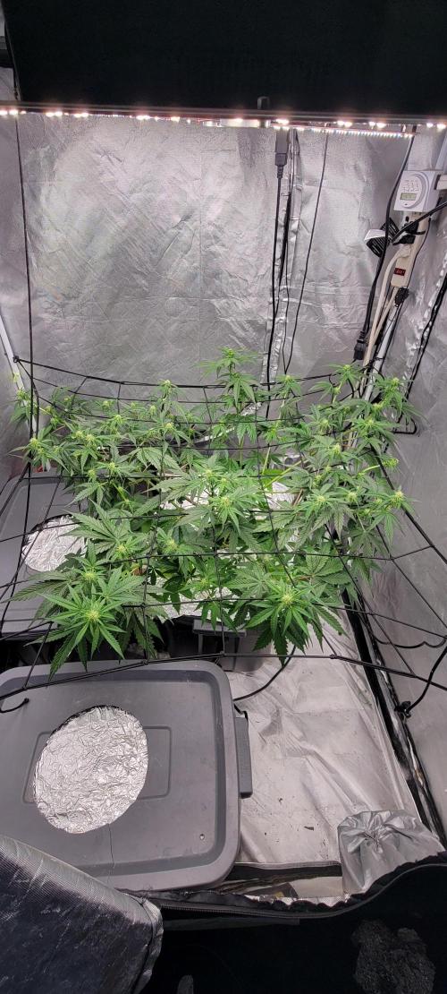 Dan's adventures in growing. Week 6