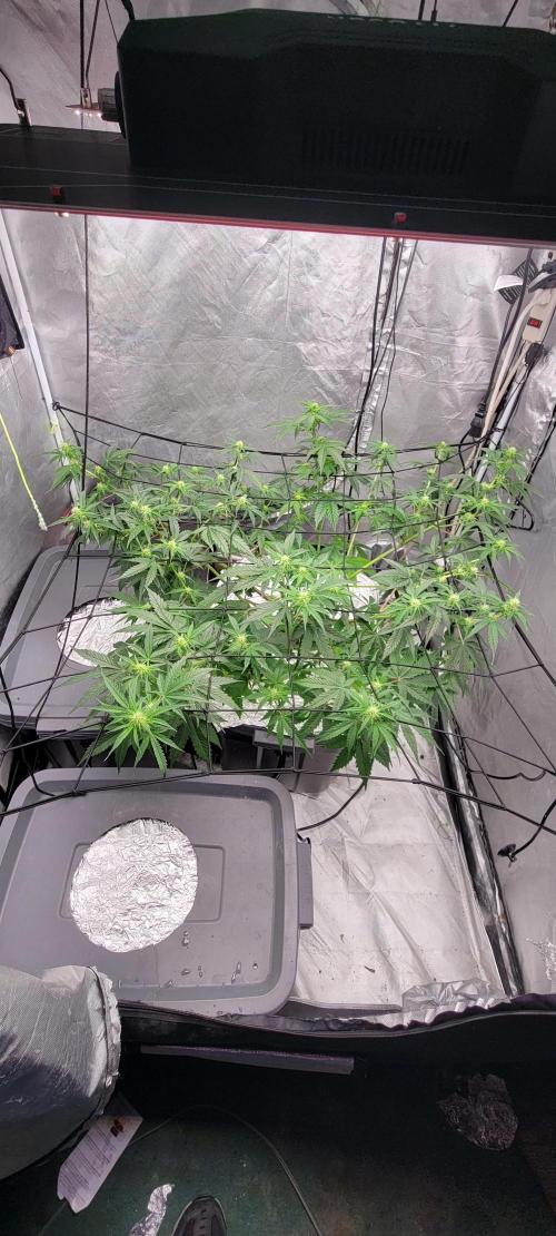 Dan's adventures in growing. Week 6 - This is the 6th week since sprout 