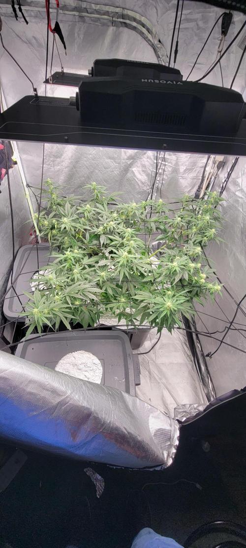 Dan's adventures in growing. Week 7