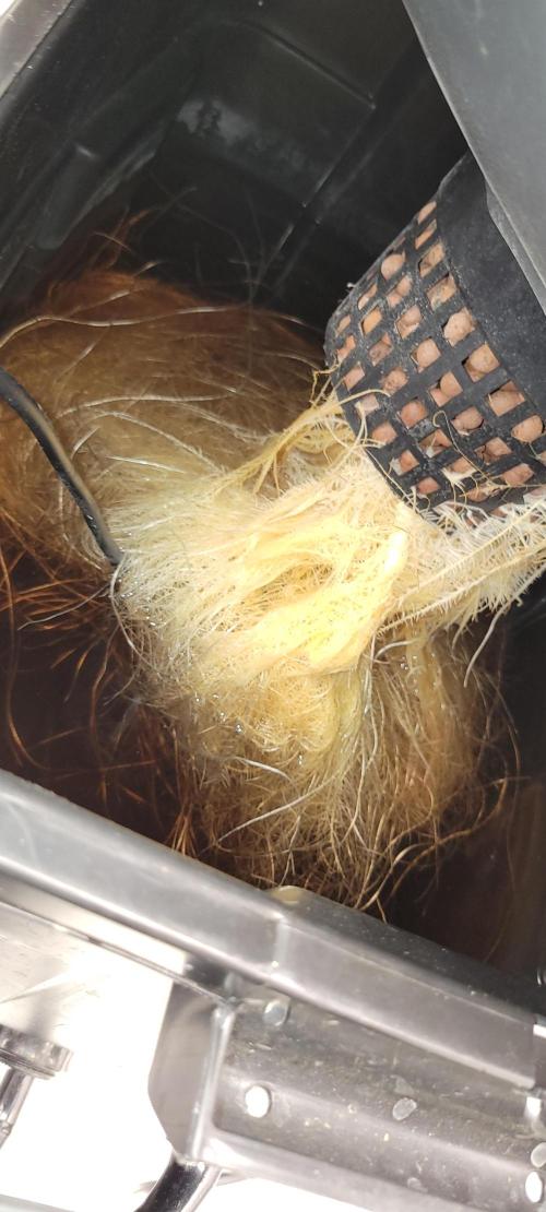 Dan's adventures in growing. Week 7