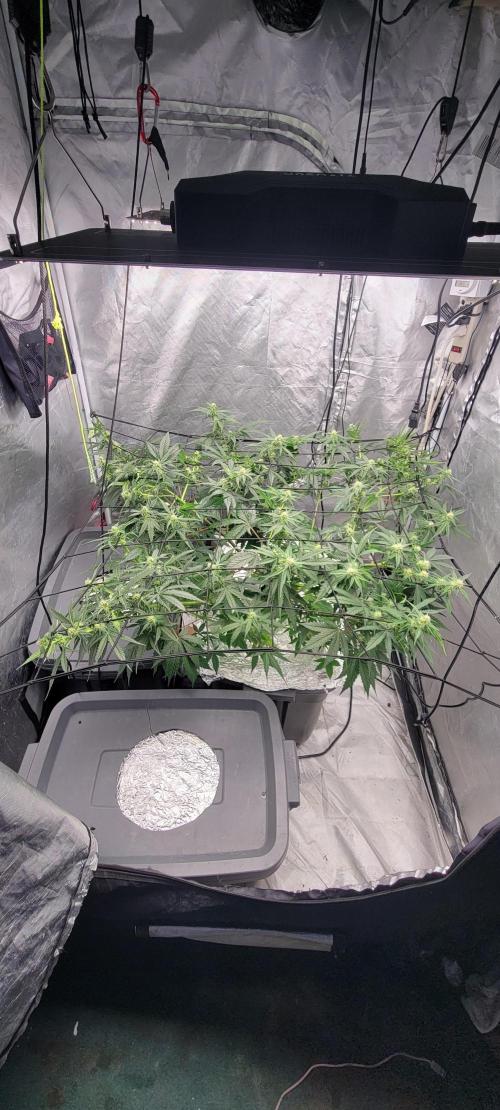 Dan's adventures in growing. Week 7