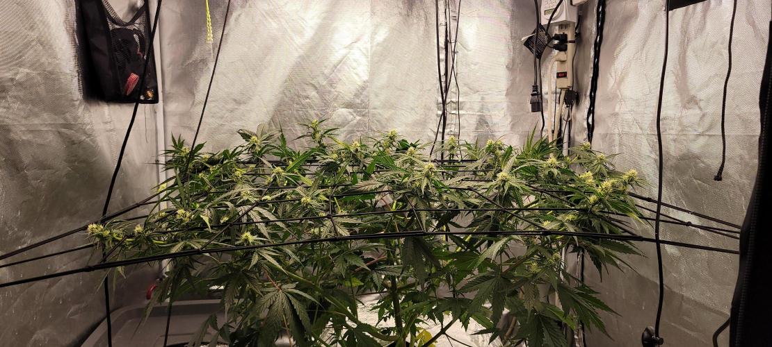 Dan's adventures in growing. Week 7