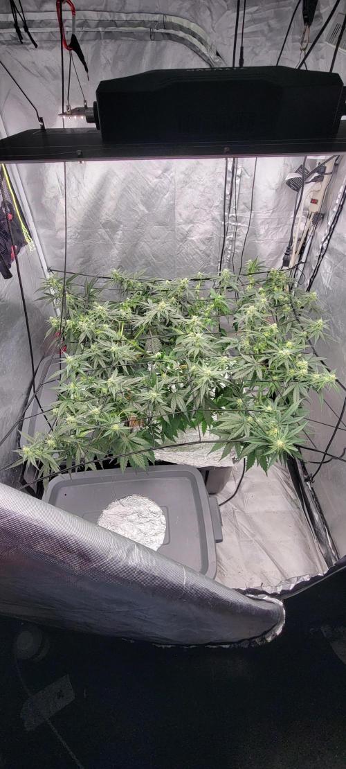 Dan's adventures in growing. Week 7 - I pulled and bent some leafs down for air and light to get through 