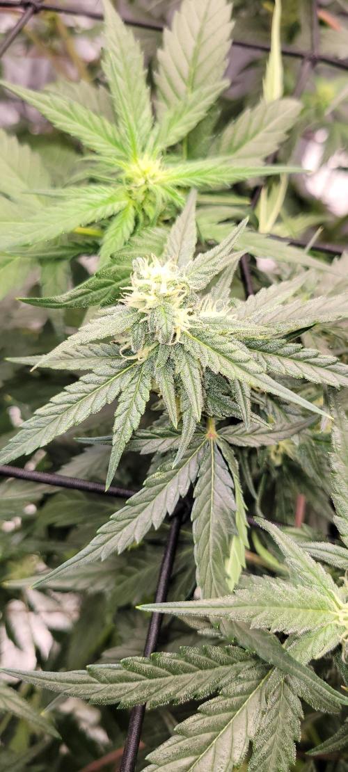 Dan's adventures in growing. Week 7