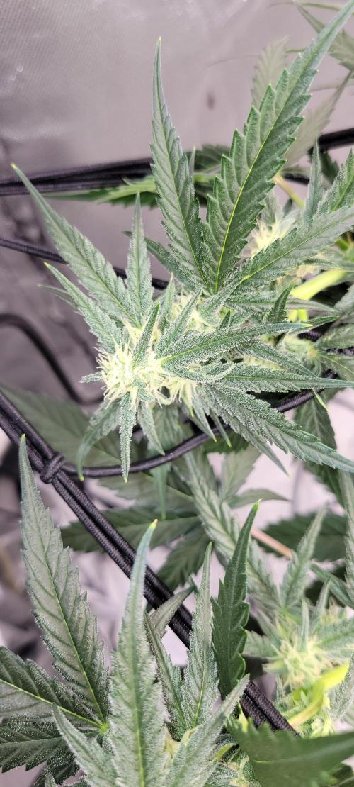 Dan's adventures in growing. Week 7