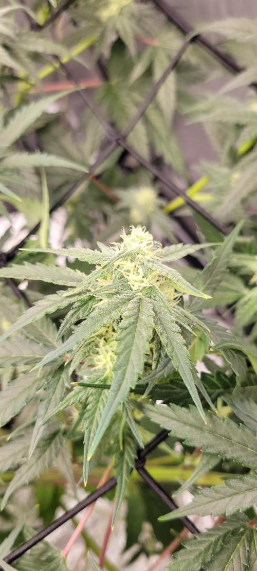 Dan's adventures in growing. Week 7