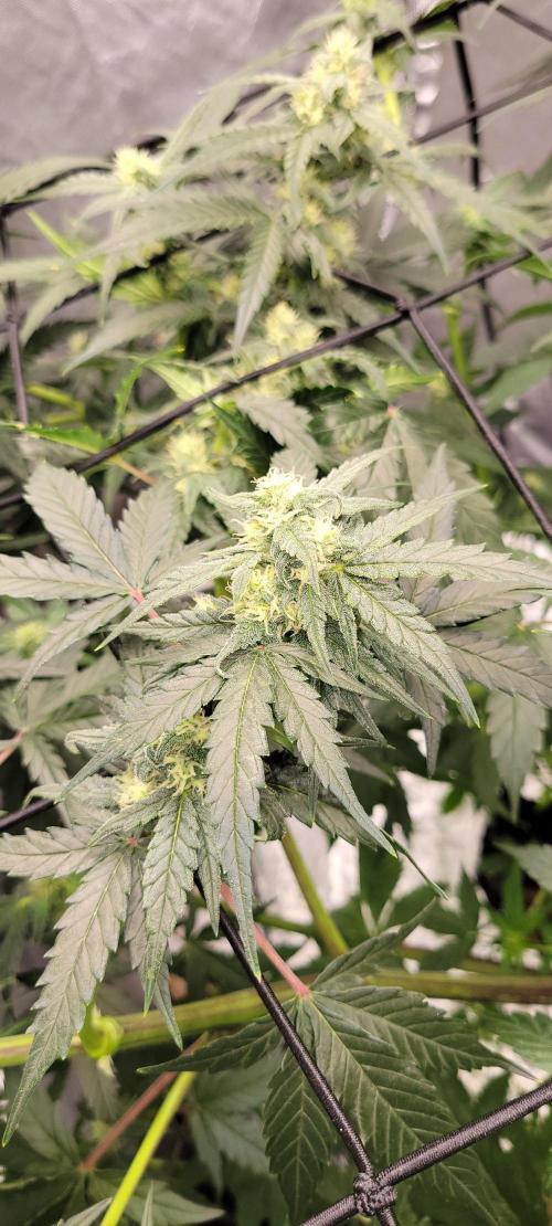 Dan's adventures in growing. Week 7