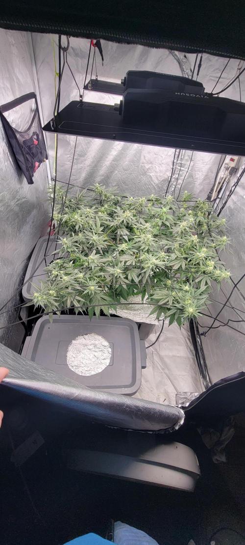 Dan's adventures in growing. Week 8