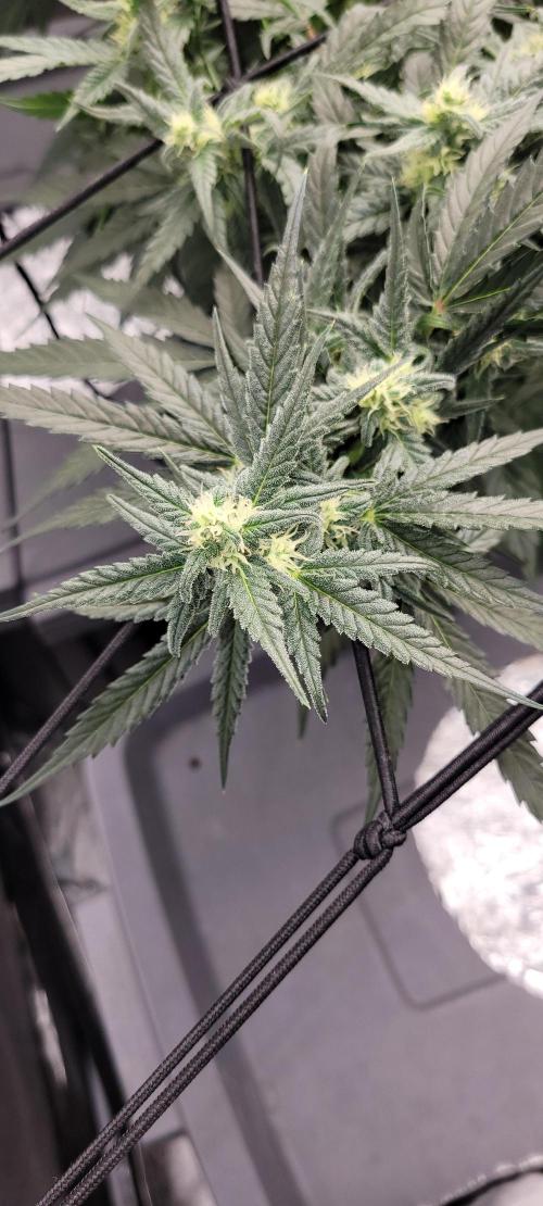 Dan's adventures in growing. Week 8