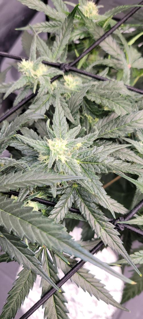 Dan's adventures in growing. Week 8