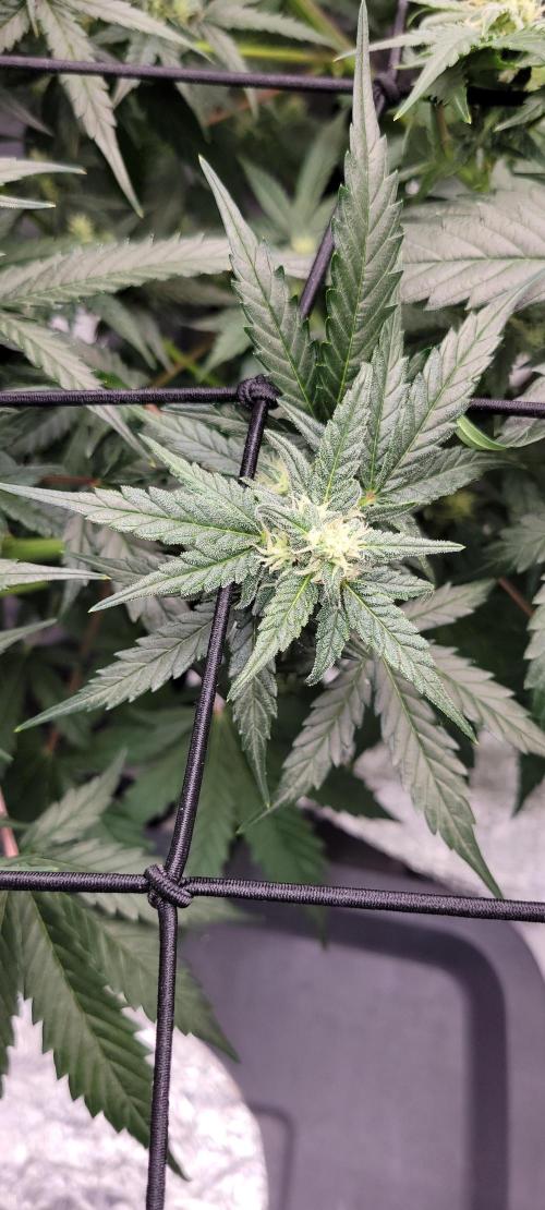 Dan's adventures in growing. Week 8