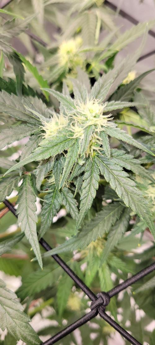 Dan's adventures in growing. Week 8