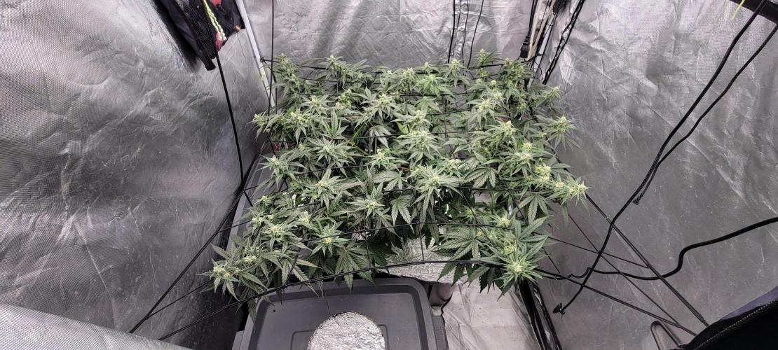 Dan's adventures in growing. Week 8