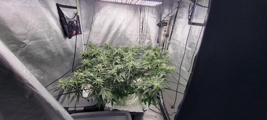 Dan's adventures in growing. Week 8