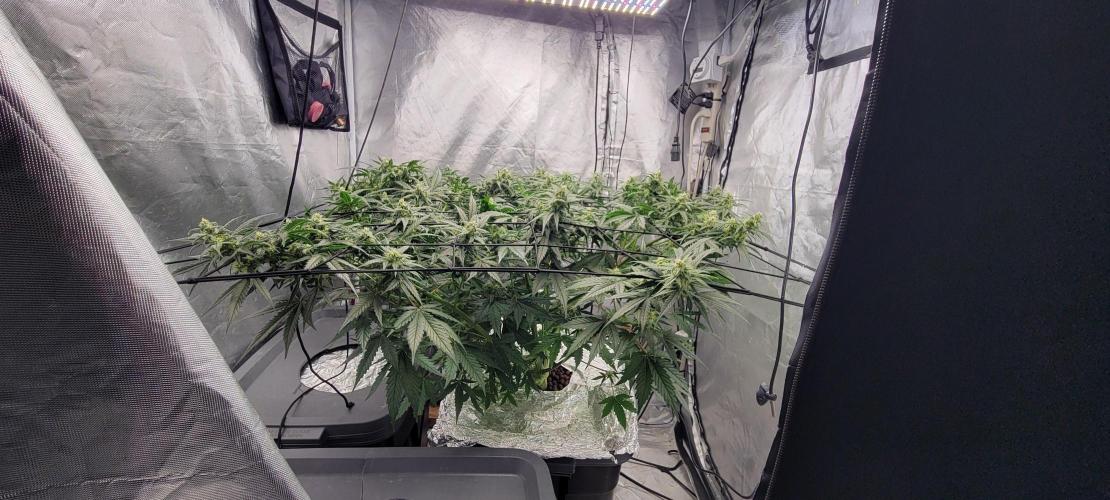 Dan's adventures in growing. Week 8