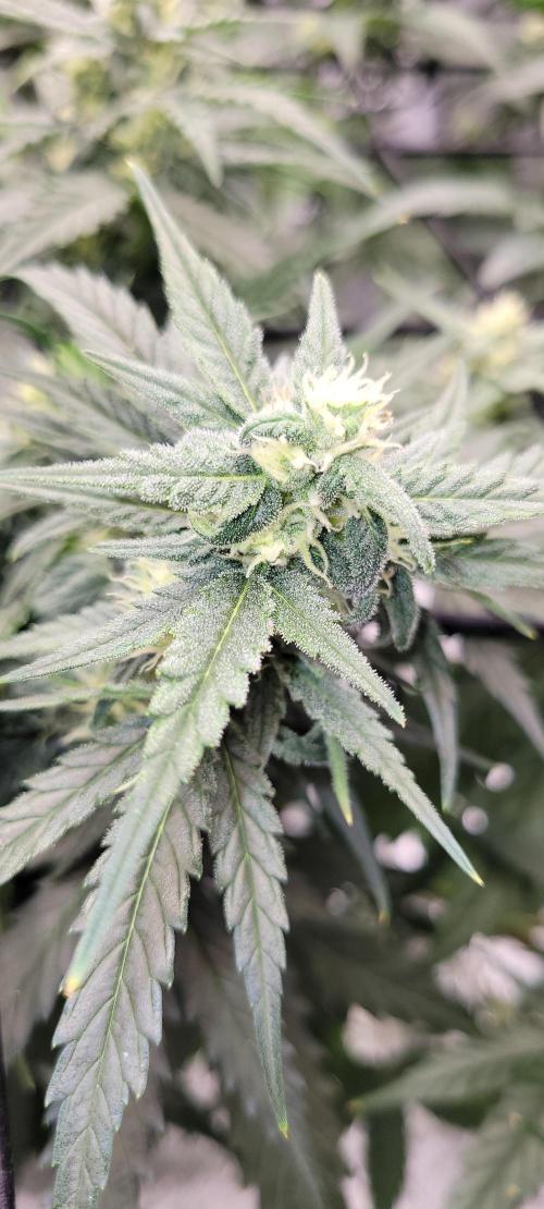 Dan's adventures in growing. Week 8