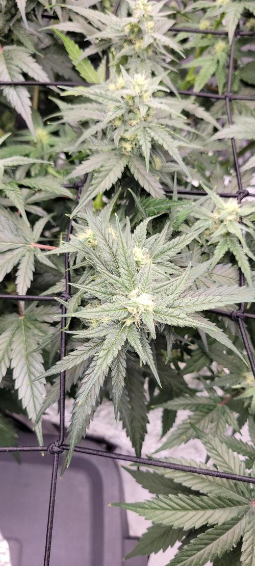 Dan's adventures in growing. Week 8