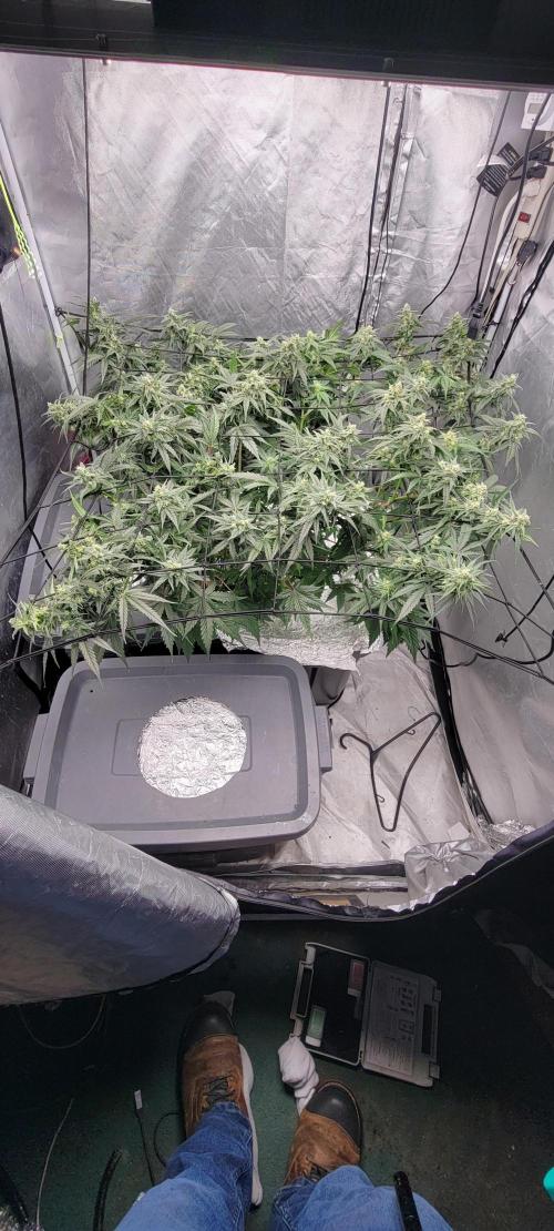 Dan's adventures in growing. Week 9 - I broke one of the bars and the net came loose and was pulling the plant over 