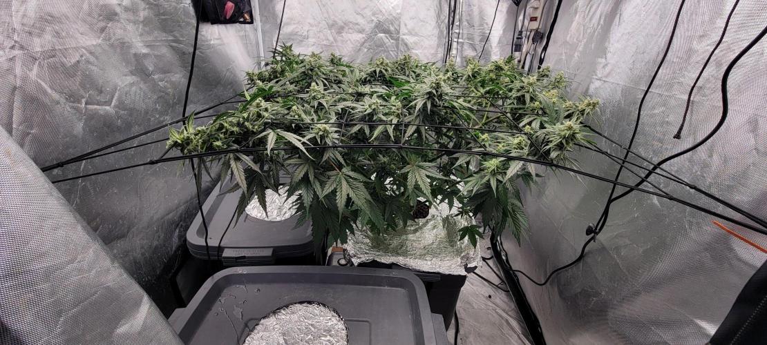 Dan's adventures in growing. Week 9