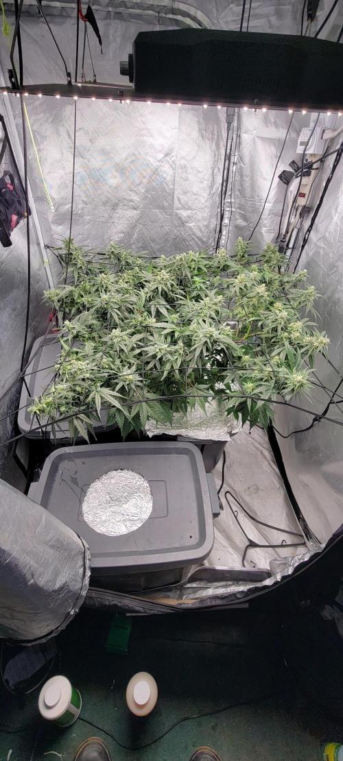 Dan's adventures in growing. Week 9