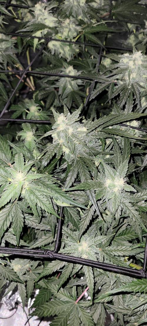 Dan's adventures in growing. Week 9