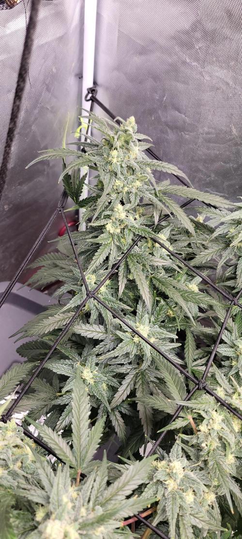 Dan's adventures in growing. Week 9