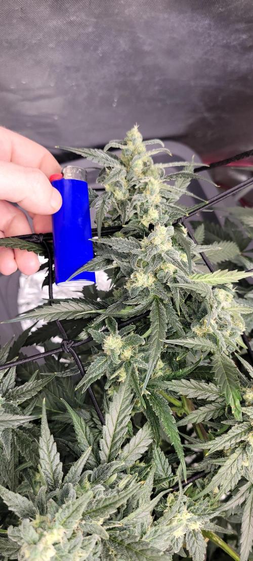 Dan's adventures in growing. Week 9 - I got back in time to see it it's 9 weeks since sprout 5 weeks budding 