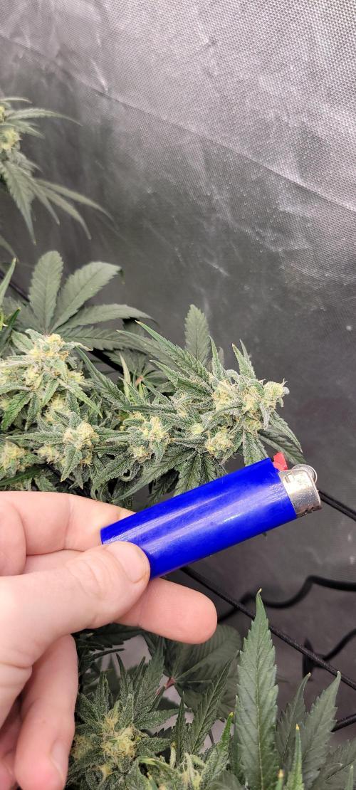 Dan's adventures in growing. Week 9