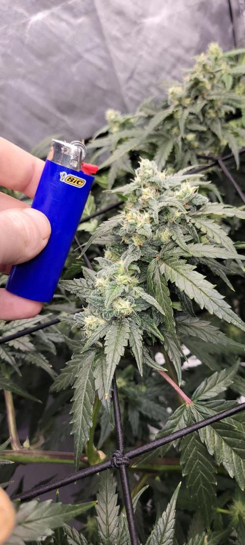 Dan's adventures in growing. Week 9