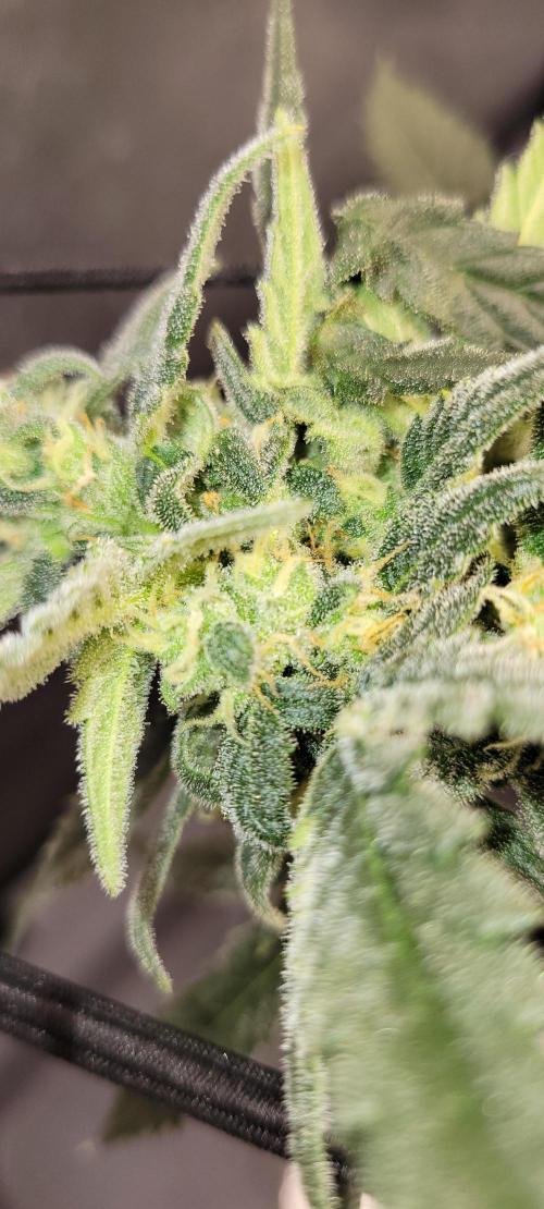 Dan's adventures in growing. Week 9