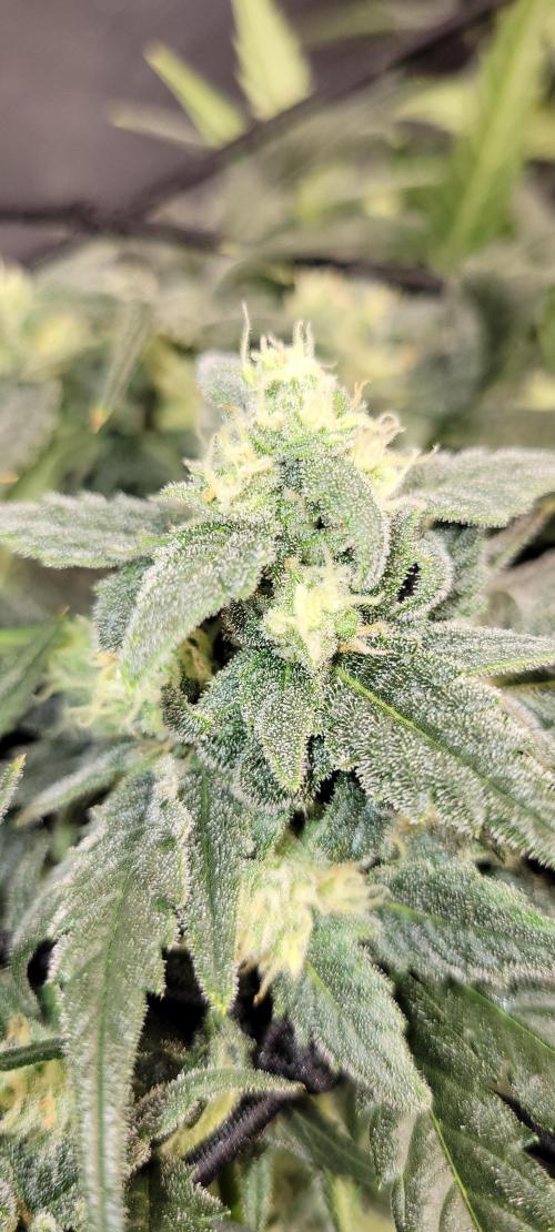 Dan's adventures in growing. Week 9